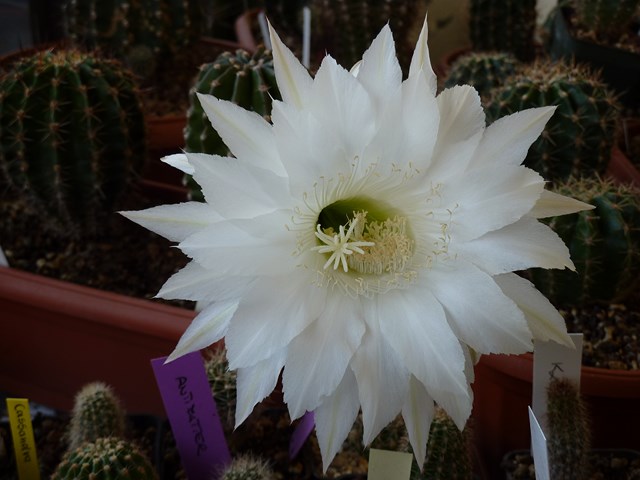 echinopsis cv. winterset