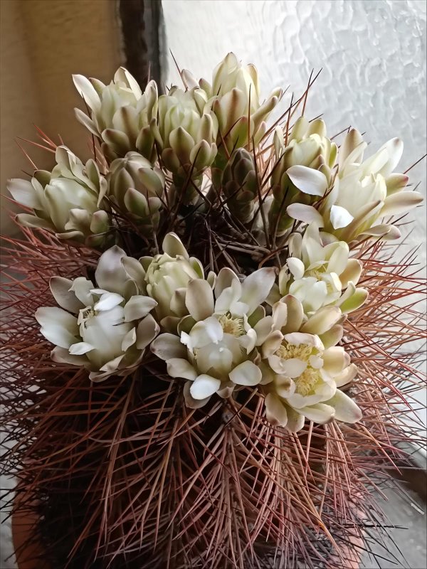 Gymnocalycium schickendantzii 