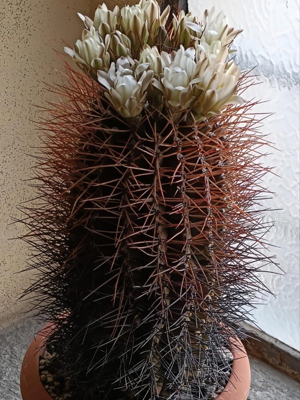 Gymnocalycium schickendantzii 