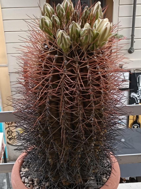 Gymnocalycium schickendantzii 