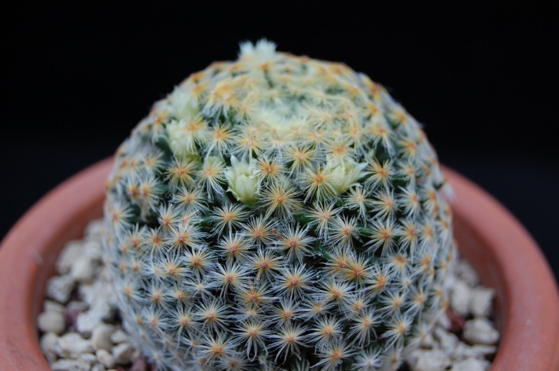 Mammillaria schiedeana 