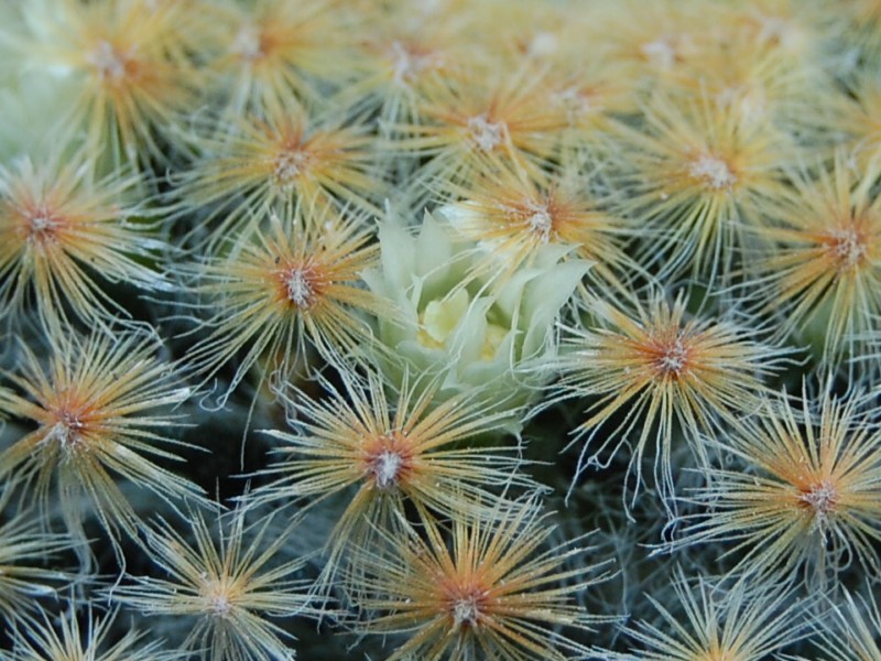 Mammillaria schiedeana 