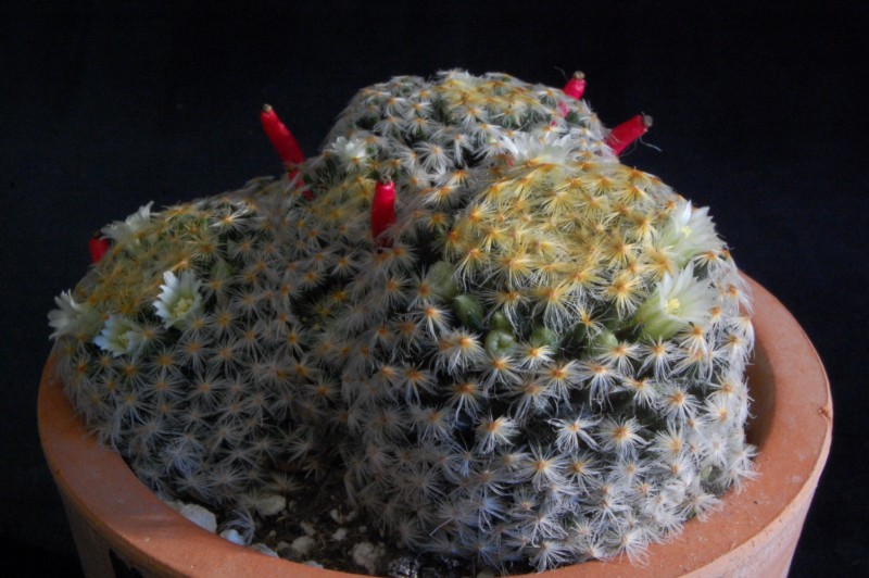 Mammillaria schiedeana 