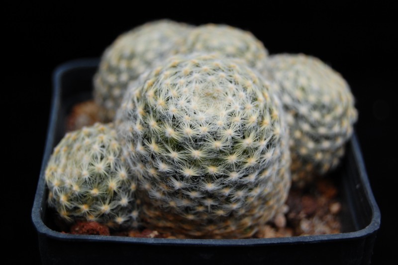 Mammillaria schiedeana 