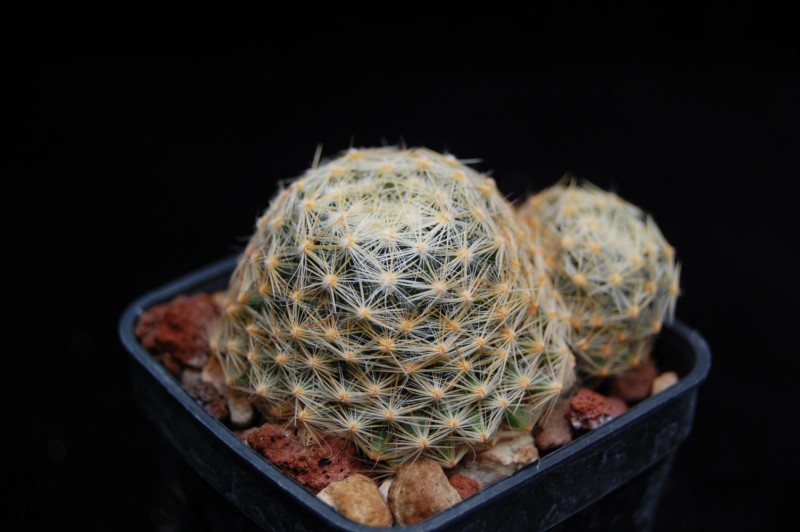 Mammillaria schiedeana 