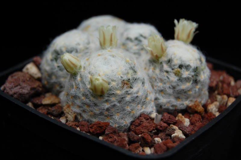 Mammillaria schiedeana v. plumosa 