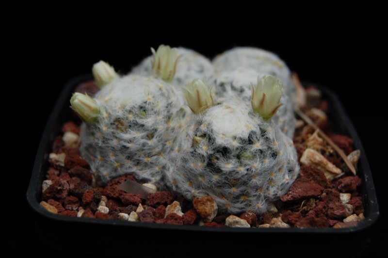 Mammillaria schiedeana v. plumosa 