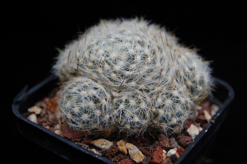 Mammillaria schiedeana ssp. dumetorum BZ 51