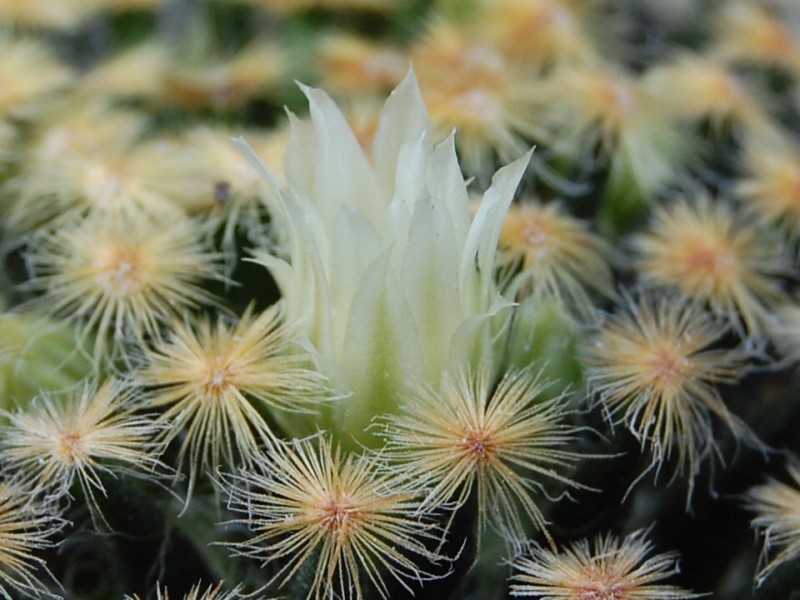 Mammillaria schiedeana 