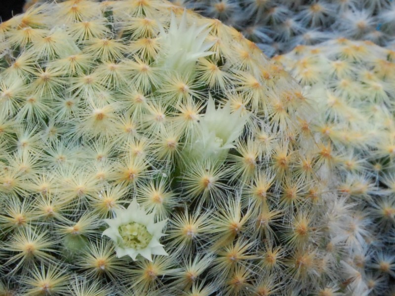 Mammillaria schiedeana 