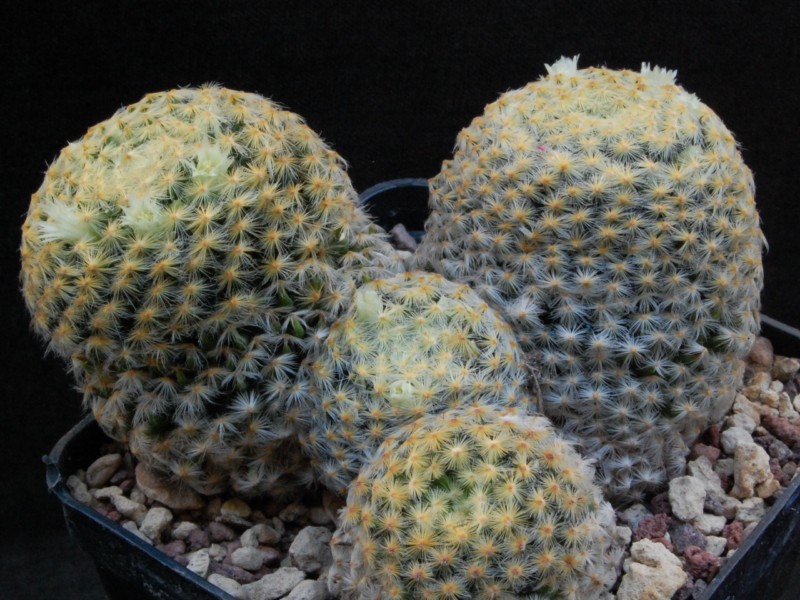 Mammillaria schiedeana 