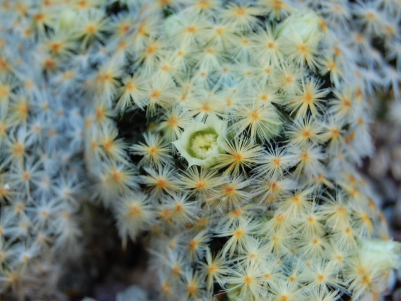 Mammillaria schiedeana 