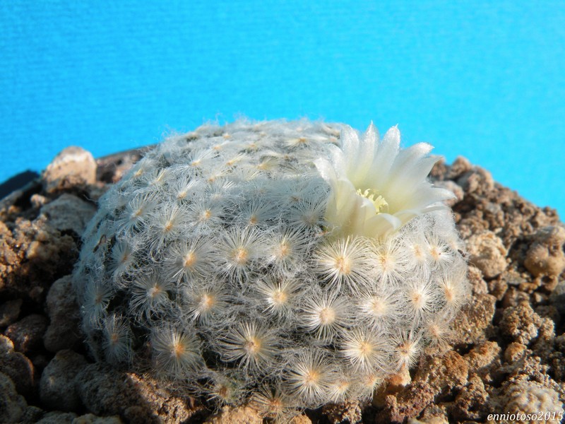 Mammillaria schiedeana v. plumosa 