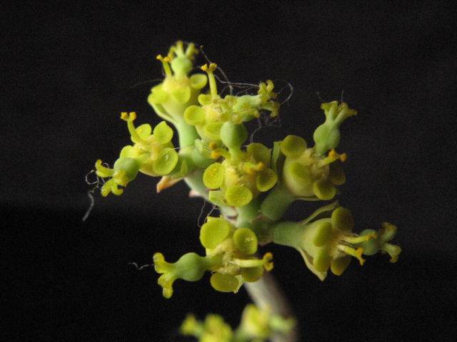 Euphorbia schimperi 