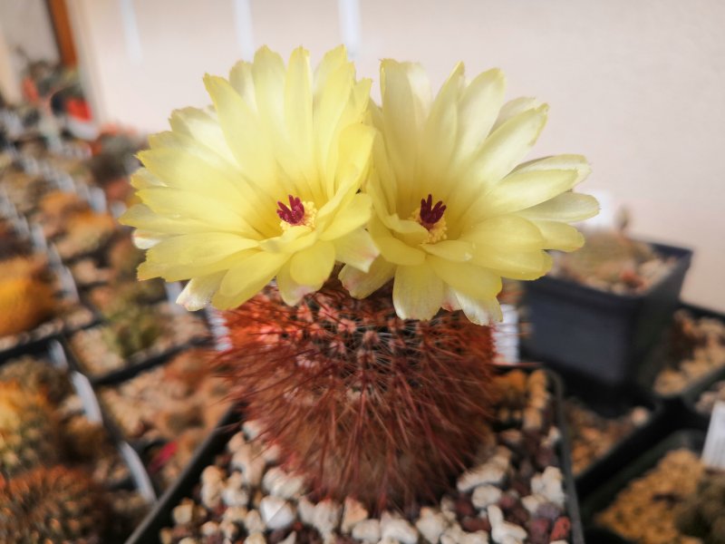 Notocactus schlosseri 