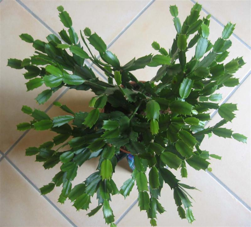 Schlumbergera  