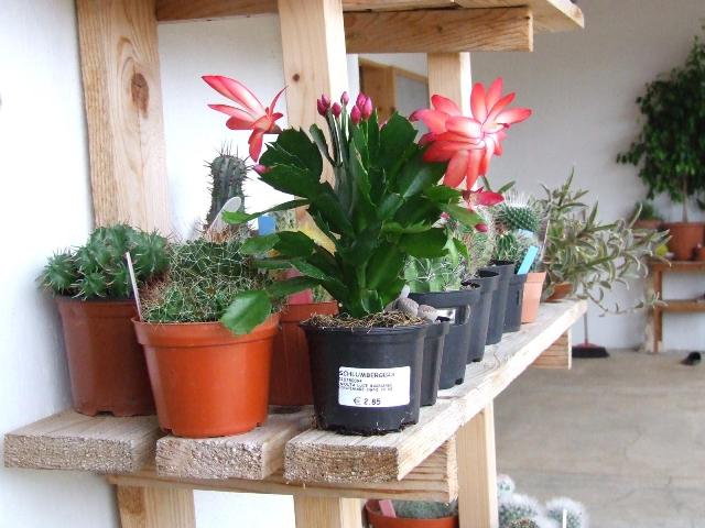 Schlumbergera truncata 