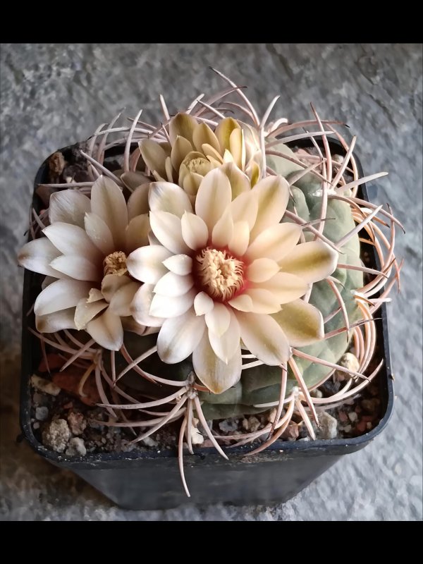 Gymnocalycium schmidianum 
