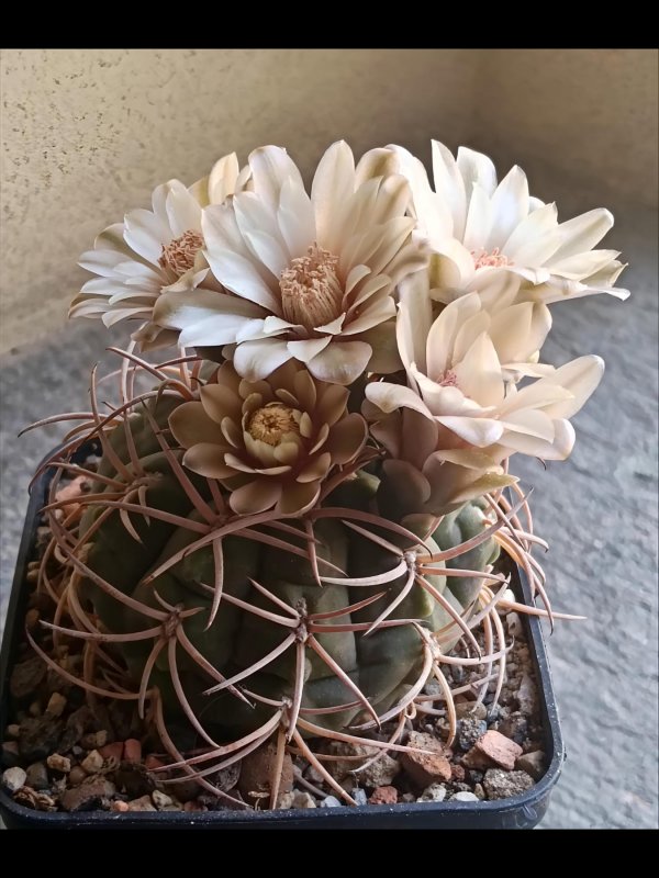 Gymnocalycium schmidianum 
