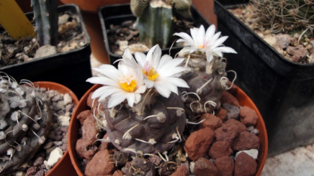 Turbinicarpus schmiedickeanus ssp. macrochele 