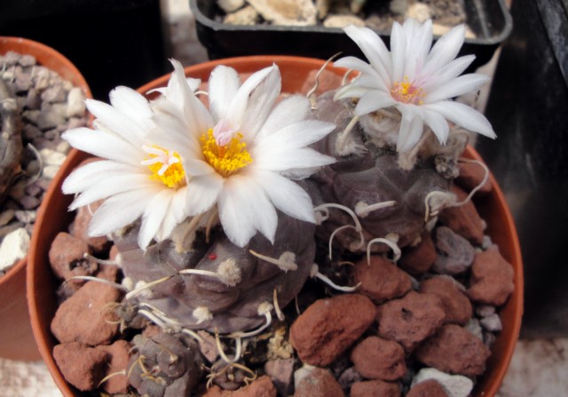 Turbinicarpus schmiedickeanus ssp. macrochele 