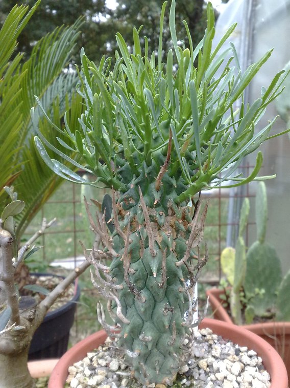 Euphorbia schoenlandii 