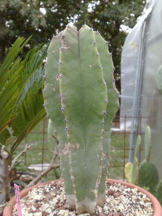 Lophocereus schottii 