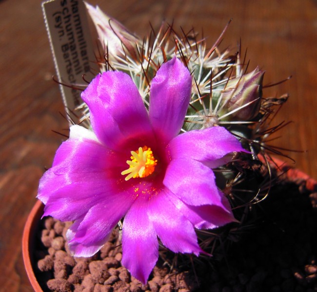 Mammillaria schumannii 