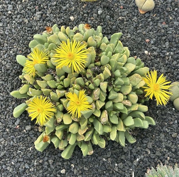 Schwantesia redebuschii 