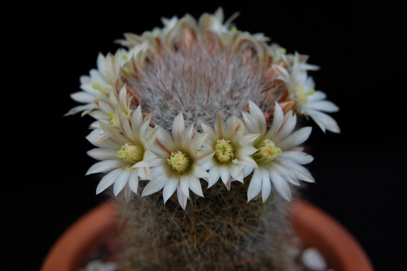 Mammillaria schwarzii 