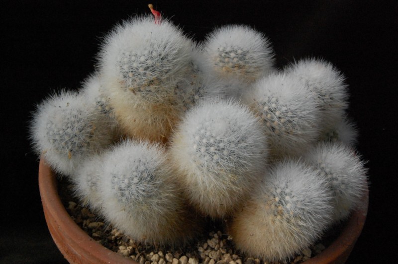 Mammillaria schwarzii 