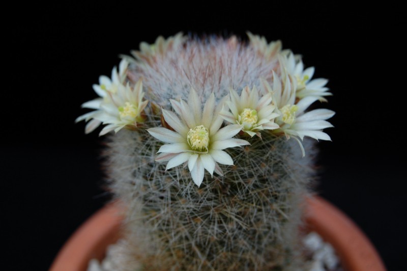 Mammillaria schwarzii 