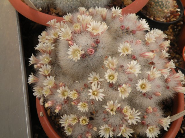 Mammillaria schwarzii 