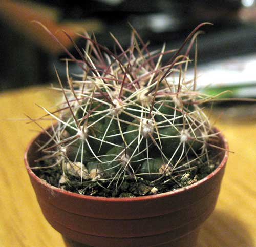 Ferocactus hamatacanthus 