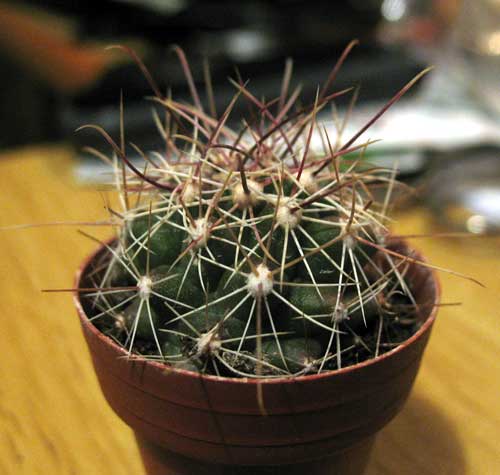 Ferocactus hamatacanthus 