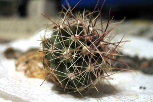Ferocactus hamatacanthus 