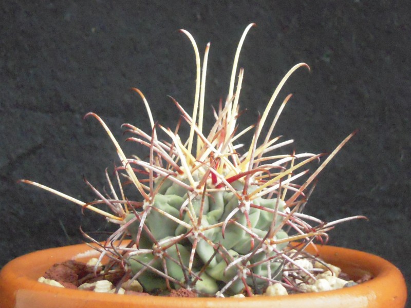 Sclerocactus uncinatus v. wrightii 