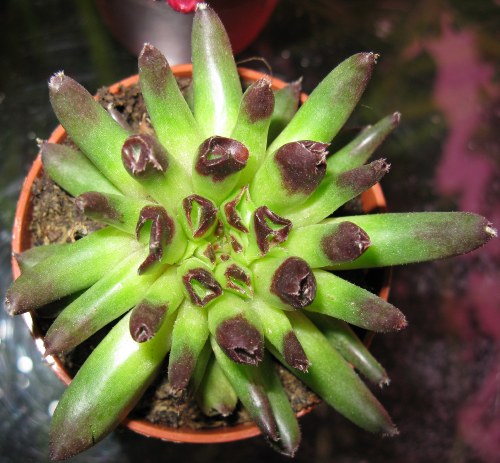 Sempervivum cv. Hoddity 