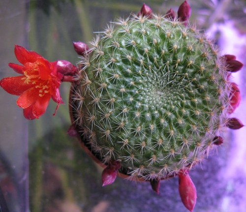 Rebutia  