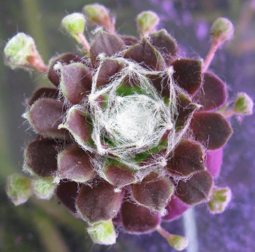 Sempervivum webbianum 