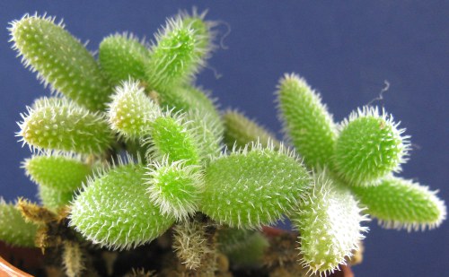Delosperma pruinosum 