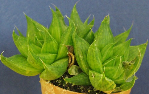 haworthia  