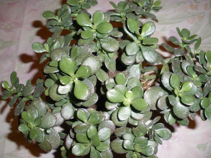  Crassula portulacea? 
