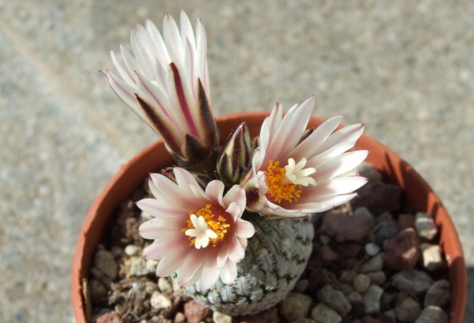 Turbinicarpus pseudopectinatus 