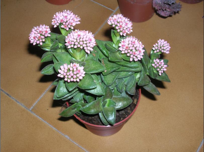 Crassula cv. bride's bouquet 