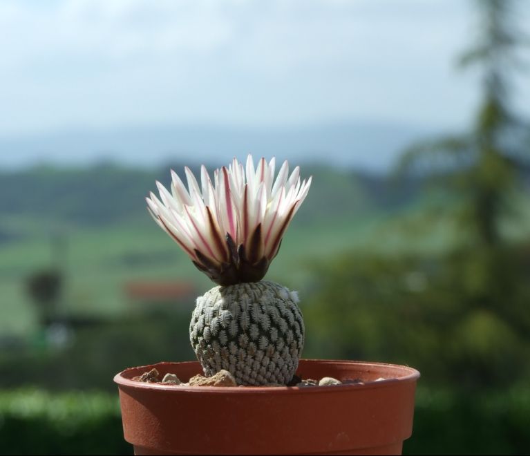 Turbinicarpus pseudopectinatus 