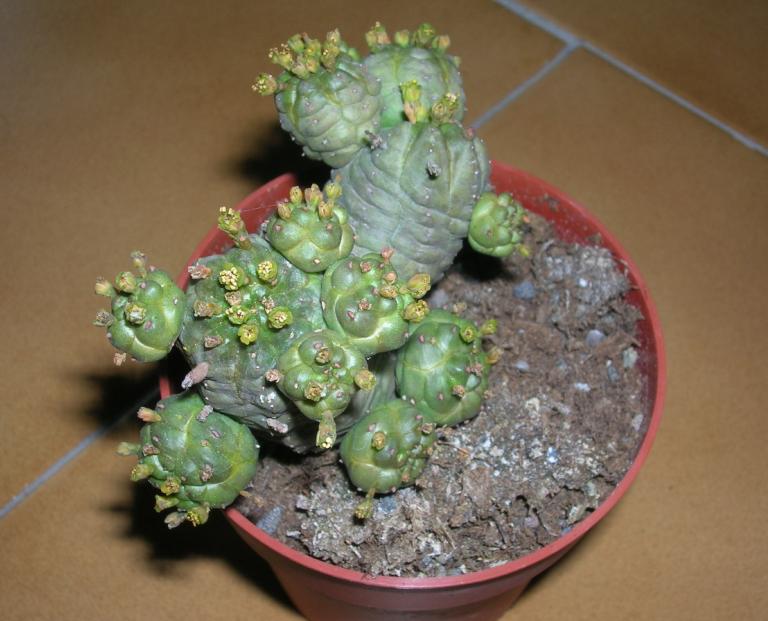 Euphorbia pseudoglobosa 