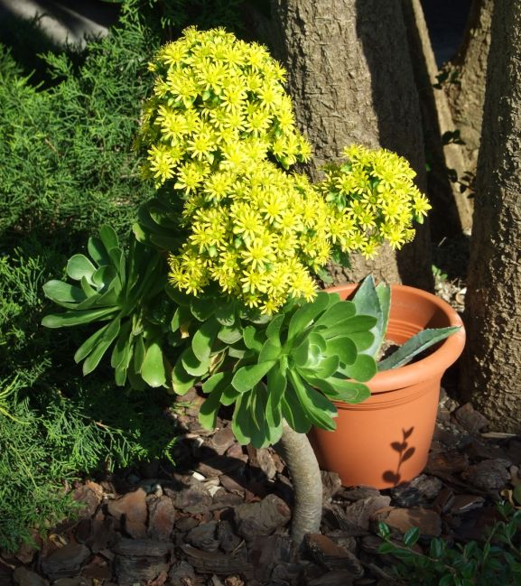 Aeonium arboreum 