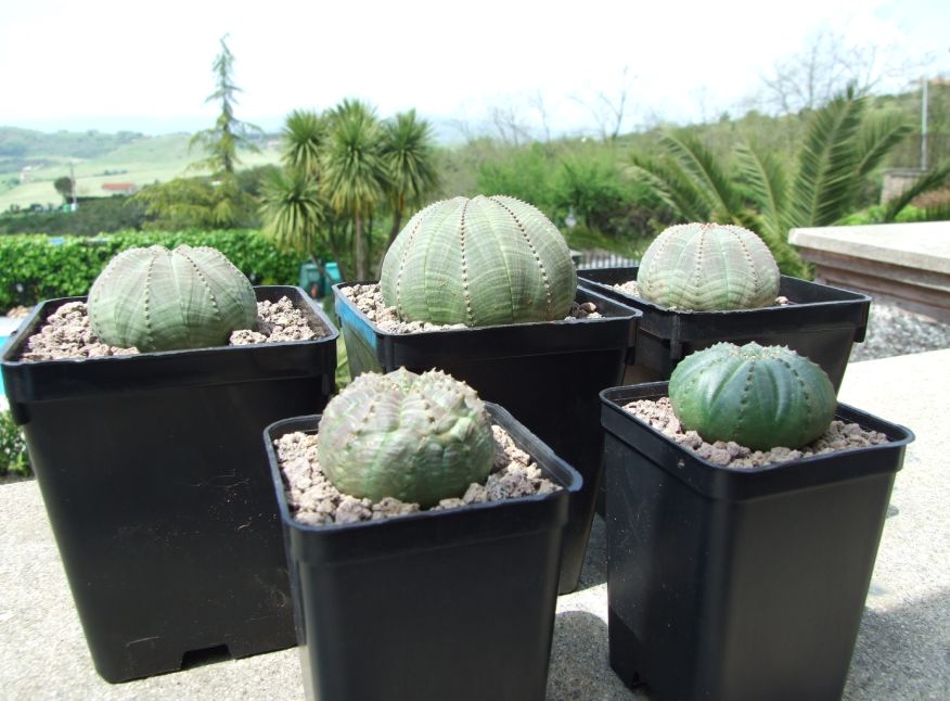 Euphorbia obesa 