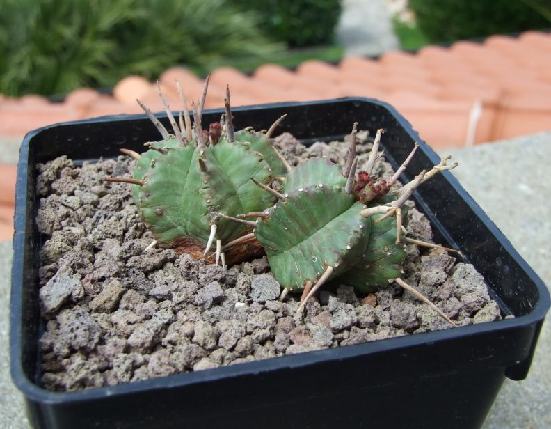 euphorbia meloformis x pillansii